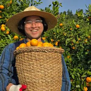 유라조생 불로초 감귤 타이벡 비가림 귤 조생