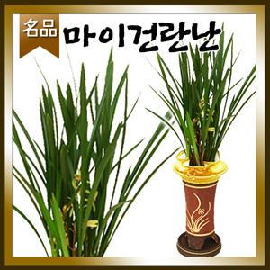 마이건란동양난[승진 취임 영전 개업 이전 전시회 전시회]전국당일 무료배송/名品동양란꽃배달