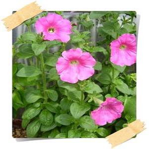 페추니아/페튜니아/Petunia/봄화단/6포트분/꽃모종/판매시기 확인후 구매