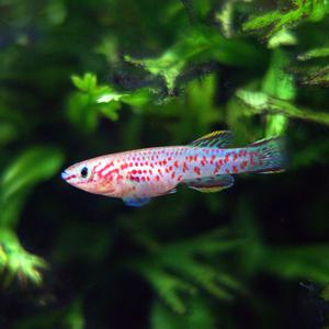 킬리피쉬 가드네리 1마리