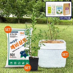 깨비농장 블루베리 나무 키우기 1그루 세트 [블루베리 묘목, 화분, 깨비상토]