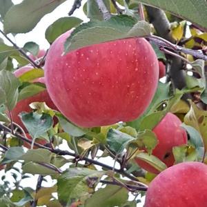 시원하고 아삭한 고당도 밀양얼음골사과 5kg