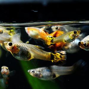 [서진열대어] 일반구피-G-f02 출산임박 구피(2마리,6마리 선택)