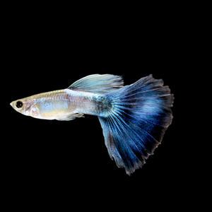 [서진열대어] 일반구피-G-27 퍼플퀸 구피(2마리,6마리 선택)