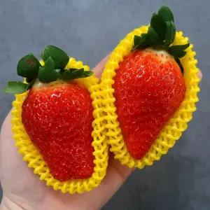 프리미엄 킹스베리 딸기 왕딸기 350g 내외