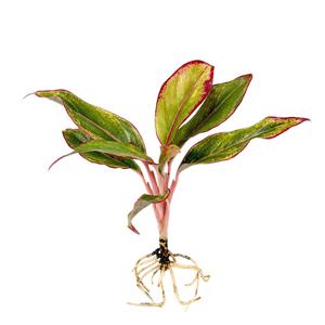 글라스가든 뿌리 세척 오로라 아글레오네마 모종 관엽식물 수경재배 수생 식중 희귀 실내공기정화식물 1뿌리
