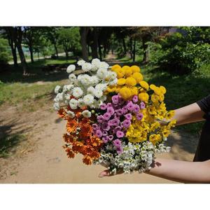 유스풀몰 소국 상품 생화 꽃다발 택배 꽃배달 싼곳 랜덤색상 소국1+1... 2개