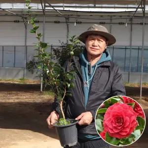 동백나무 묘목 블랙로즈 7년생 화분묘 빨간꽃 겨울정원수 공원수