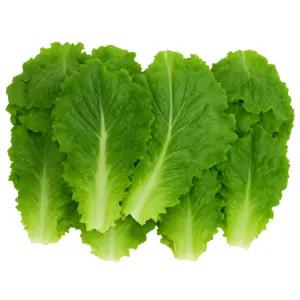 맛통령 국내산 청상추 4kg