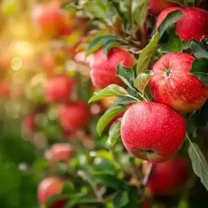 [원픽파머스] 애플트레인 충북음성 고당도 사과 프리미엄 로얄 부사 정품 상 1.5kg