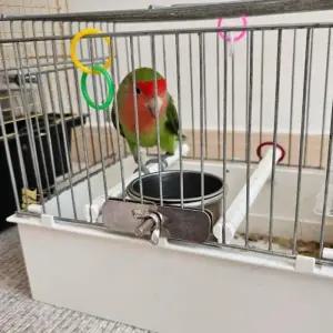 스텐 물통 모이통 앵무새 목욕 걸이형 소 밥그릇