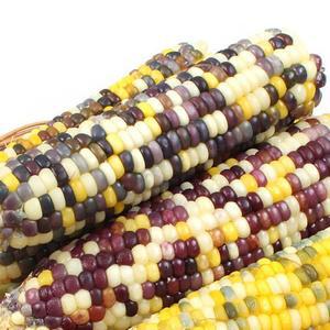 뜰안애 냉동 찐 얼룩이 찰옥수수 10개 특 16-18cm내외)