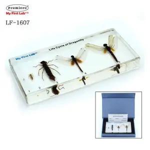 [하프클럽/셀러허브_여성트랜드패션]잠자리 성장표본 프리미어 LF-1607