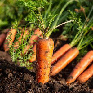 제주도 구좌 햇당근 흙당근 2kg 3/5kg