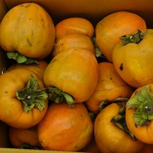 친절농장 감 대봉시 대봉감 5kg(대중소혼입)