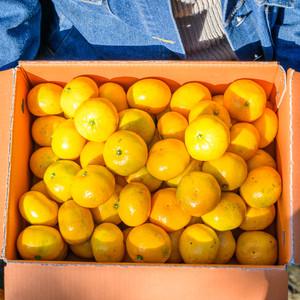 팜플러스 제주 감귤 5kg