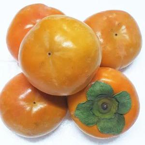 단감 아삭달콤 가정용 햇 단감 9kg 랜덤과 (송본.상서)