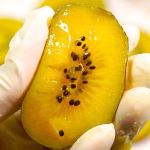 [하늘선] 달콤함 가득! 고흥 해금 골드키위 3kg(중과)