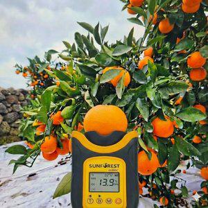 다미찌농장 제주 서귀포 고당도 최대15brix 효돈 감귤 5kg.10kg