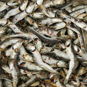 [품질보장] 이순신수산 남해통영 멸치 다시멸치 1.5kg [상] (다시,육수용)