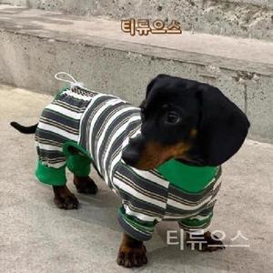 닥스훈트옷 티셔츠 올인원 스트라이프 줄무늬 강아지 애견 의류 그린 24 권장 티류으스