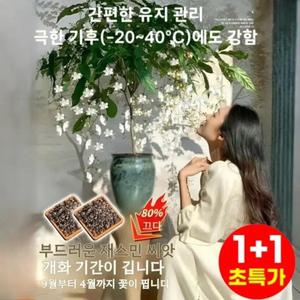 I+I 강렬한 향의 매달린 재스민 씨앗 만큼린재스민 매달린 자스민 투톤자스민