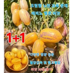 크림향 노란 과육 인생과 분재 페피노 멜론 씨앗 혈당강하 및 항