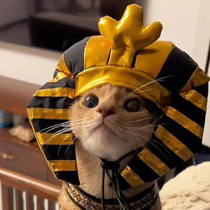 고양이 웃긴 모자 파라오 스핑크스 소형견 코스튬 의상