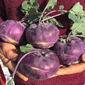 전북 익산 망성마을 싱싱한 콜라비 5kg(약6~7개)