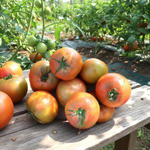 완숙 찰토마토 산지직송 빨간 실속 생과 2kg (중과)