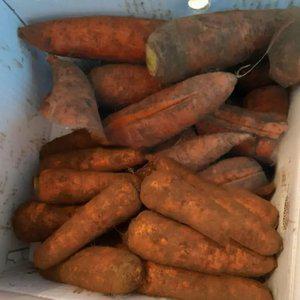 국내산 당근 산지수확 10kg(중/포장재포함)