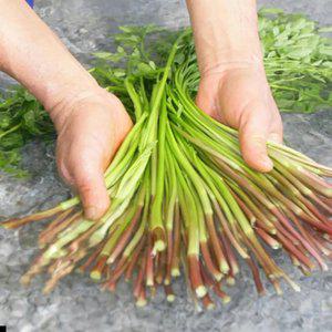 청도 미나리 돌미나리 500g 막 퍼드립니다.