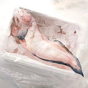 대천항 손질 물메기 생물 1마리 (손질후 700g~1kg 내외)