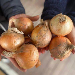 익산 여산마을 햇양파 5kg/10kg(특상중혼합)