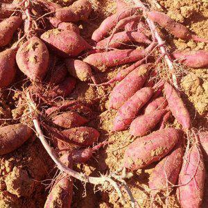 신기촌마을 꿀고구마 5kg/10kg(특상중혼합)