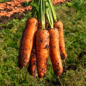 제주 구좌 흙당근 2kg 특