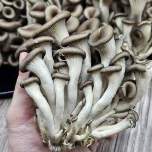 산지 국산 무농약 느타리버섯 흑타리버섯 참타리 맛느타리 대용량 2kg