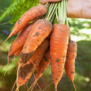 진광농원 친환경 무농약 흙당근 5kg/10kg