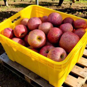 부사사과 실속형 산지출하 2kg (10과내외)