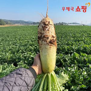 [우체국쇼핑] 아삭한 국내산 햇 무 5kg 10kg 흙무 세척무