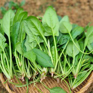 만경강변 뻘흙에서 키운 영양 시금치 1.5kg