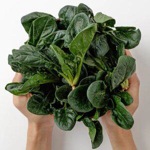 [맛군] 달달한 남해안 보물초 시금치 1kg