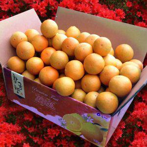 한라산농장 노지 황금향 5KG 10KG 첫수확 불만족시 무료반품