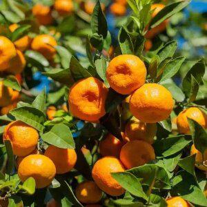 달콤한 제주 타이벡 감귤 로얄과 4.5kg (s~m 사이즈)