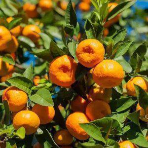 달콤한 제주 타이벡 감귤 로얄과 4.5kg (s~m 사이즈)