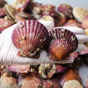 [식식한상] 쫄깃하고 달큰한 고성 제철 홍가리비 5kg 특품 (kg당 20미 내외)