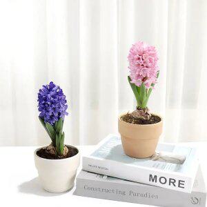 히아신스 구근식물 히아신스키우기 부케꽃 향기좋은꽃 북유럽스타일 수경재배 꽃식물