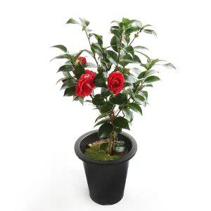 갑조네 동백나무(대품) 개별배 송