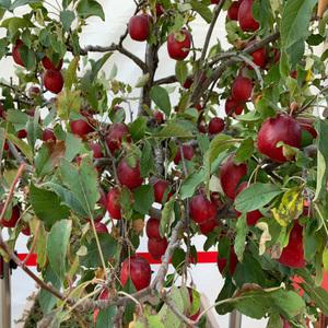 미니사과나무묘목 새콤달콤  루비에스 접목2년생 상묘