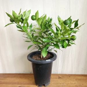 레드향나무 화분 ( 감귤 청귤 한라봉 황금향 레드향 천혜향 금귤 낑깡 유주 깔라만시 )